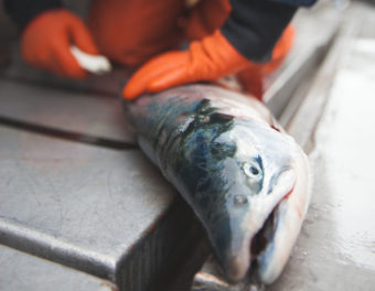 Bristol Bay salmon horizontal