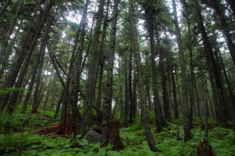Haines State Forest