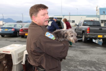 Eleven homeless pups landed in Sitka on Thursday (11-5-13). The dogs, recovered from Ketchikan, will be ready to adopt shortly. (Photo by Brielle Schaeffer/KCAW)
