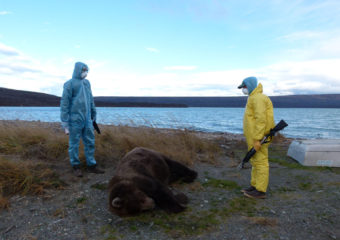 Katmai wildlife technicians prepare to conduct a field autopsy on an adult male that died of unknown causes in late October. (Photo courtesy of the National Park Service)