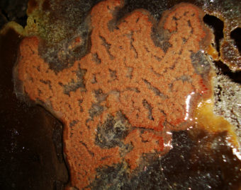 Colonial ascidian tunicates from the Yaquina Bay. (Creative Commons photo by Saxophlute)