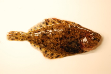 Juvenile Pacific halibut (Photo by Morgan Busby/NOAA)