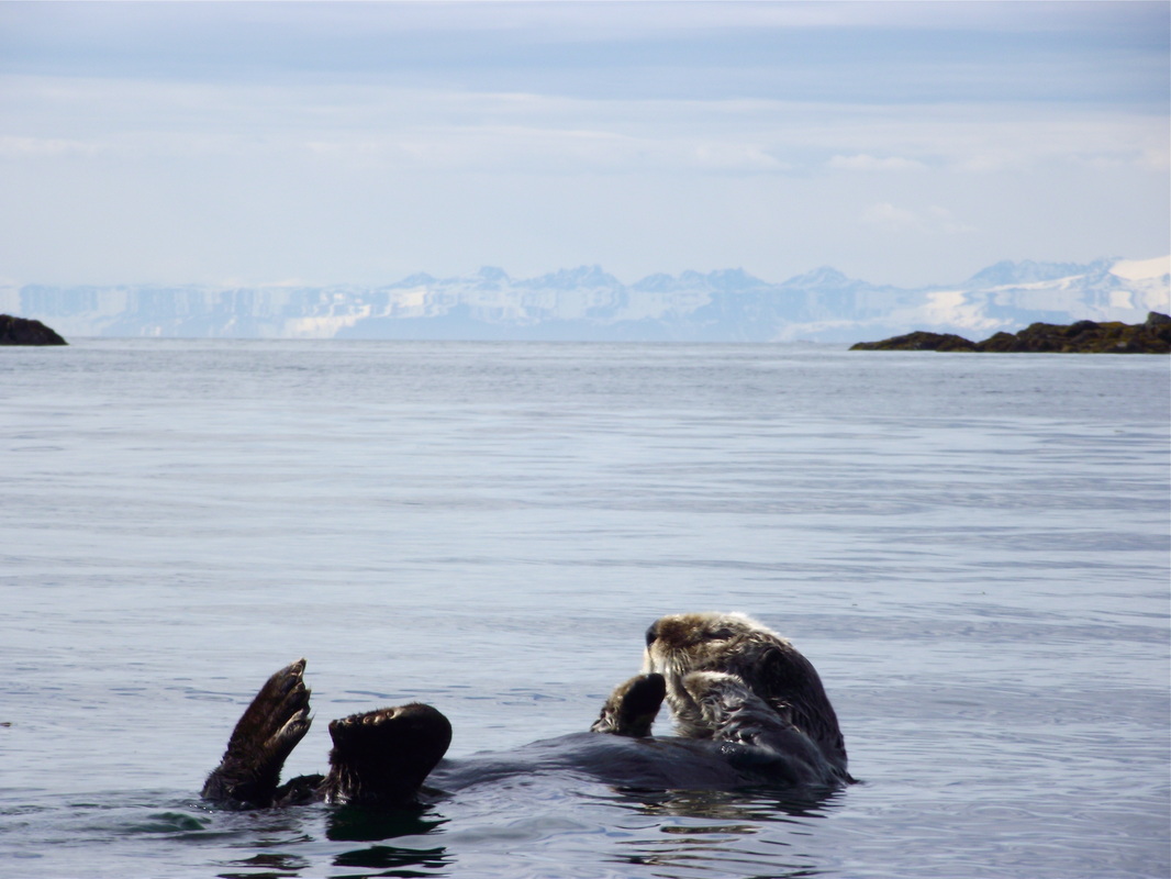 A sea otter floats on its back. (Photo by Theresa Soley/KTOO)