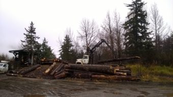 The Stump Company timber operator in Haines