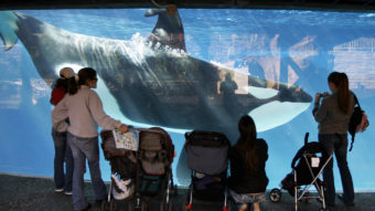 Visitors watch a killer whale swim in a tank at SeaWorld in San Diego in 2006. A SeaWorld executive says orca shows at the San Diego park will be replaced with a more natural presentation by 2017. Chris Park/AP