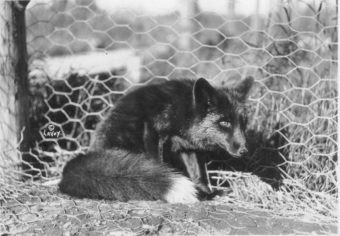 The silver black fox was the money crop for Kasilof fox farmers, as black fox fur was all the rage among high society in the early 1900s. (Photo courtesy of the Kasilof Historical Association)