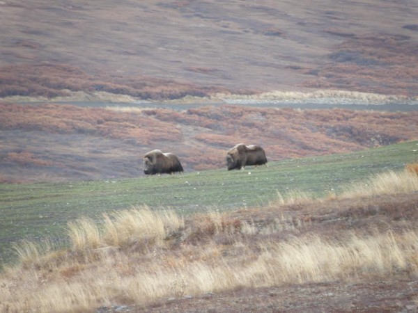 Muskox grazing on the reclaimed land of Rock Creek Mine. (Photo courtesy of Bering Straits Native Corporation)