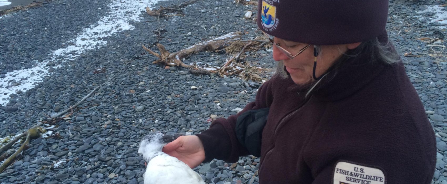 Wildlife Biologist Leslie Slater holds one of about a dozen dead Common Murres found along a short stretch of beach at the Spit in Homer Tuesday, Dec. 22. (Photo by Daysha Eaton/KBBI)