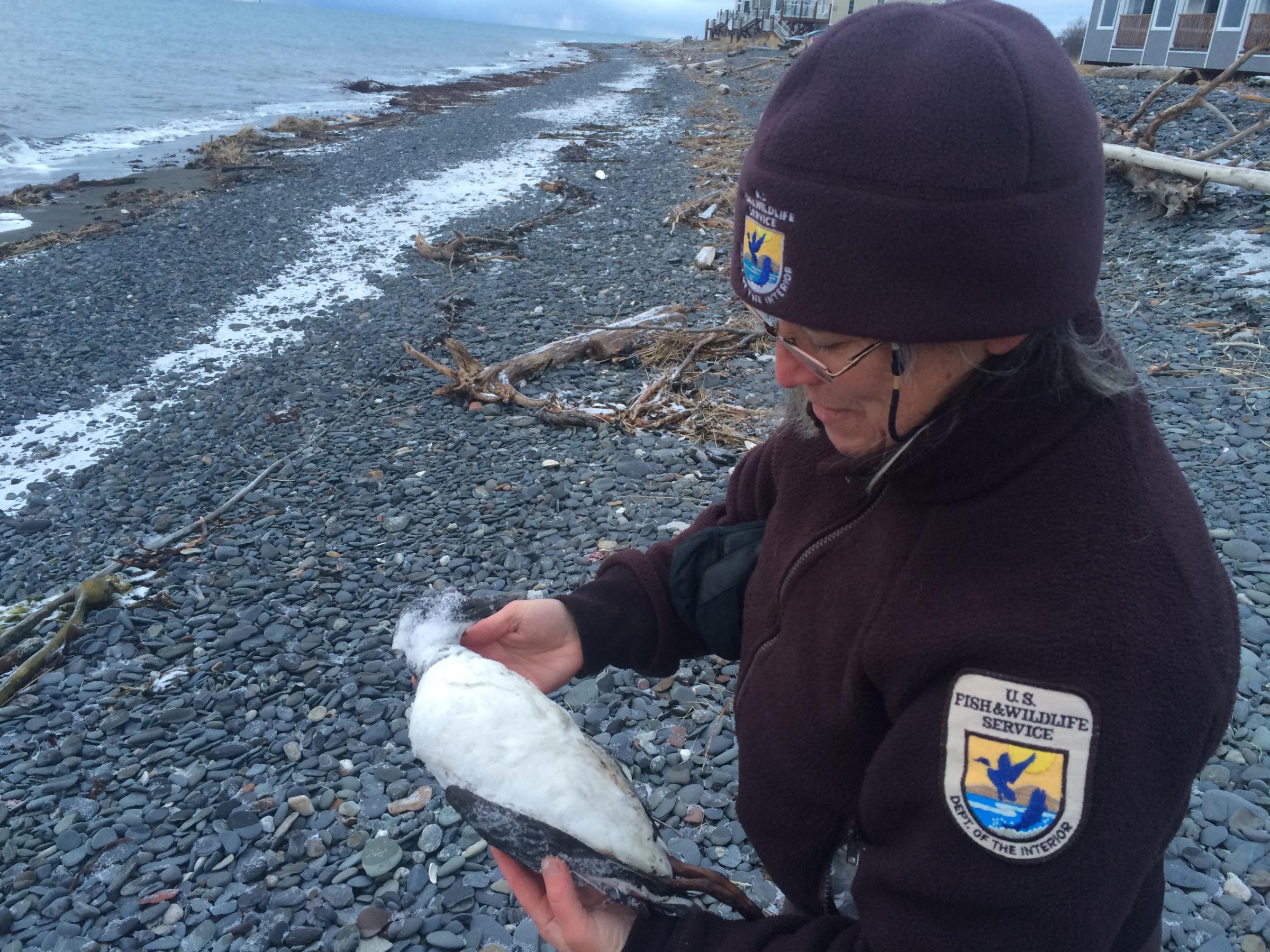 Wildlife Biologist Leslie Slater holds one of about a dozen dead Common Murres found along a short stretch of beach at the Spit in Homer Tuesday, Dec. 22. (Photo by Daysha Eaton/KBBI)