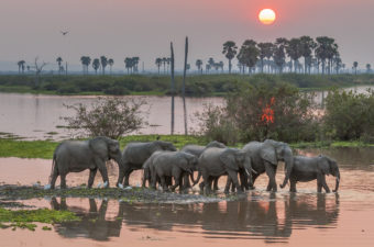 A small breeding herd of elephants moves across a channel leading to the Rufiji River as the sun sets. Robert J. Ross