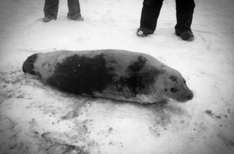 The bearded seal was released back into the wild at Nome’s west beach. (Photo by Gay Sheffield/University of Alaska Fairbanks Alaska Sea Grant)