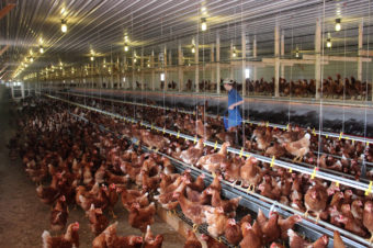 Cage-free chickens in a barn near Hershey, Pa., get to roam and perch on steel rods (but they don't go outside). In September, McDonald's said it would buy only cage-free eggs, inspiring several other food companies to follow suit. Dan Charles/NPR