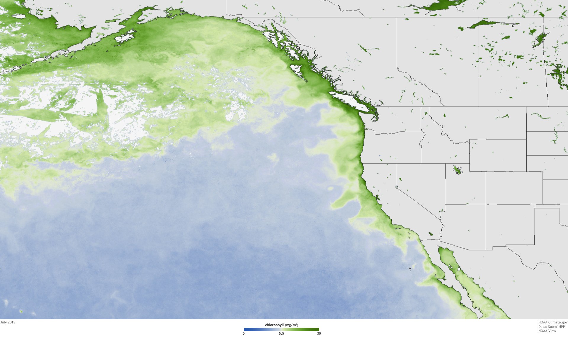 West coast algae bloom