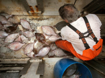 A fisherman shovels grey sole, a type of flounder, out of the hold of a ship at the Portland Fish Pier in Maine, September 2015. New research finds the ability of fish populations to reproduce and replenish themselves is declining across the globe. The worst news comes from the North Atlantic, where most species are declining. Gregory Rec/Portland Press Herald via Getty Images