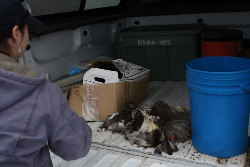Bauscher loads a deer carcass, picked clean by birds, into the back of her truck. (Photo by Emily Kwong/KCAW photo)