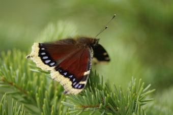 Mourning Cloak Butterfly pausing on Spruce bough in Southcentral Alaska. (Creative Commons photo by Up North Photos)