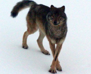 An Alexander Archipelago wolf. (Photo courtesy of the Alaska Department of Fish and Game)