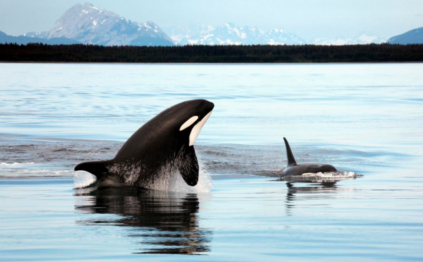 Orcas. (Creative Commons photo by Chis Michel)