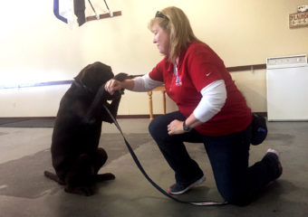 Cheryl Woolnough, director of training at Patriot PAWS in Rockwall, Texas, works with Papi, a Labrador retriever. Lauren Silverman/KERA News