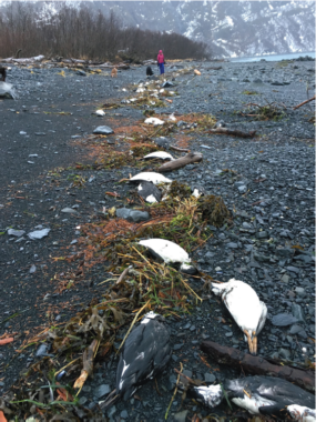 The bodies of common murres litter the beaches of Prince William Sound and many other areas around Alaska. Some of the seabirds have been found some 350 miles inland, around Fairbanks. (Photo by David Irons)