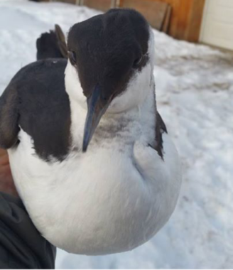 A resident of Two Rivers, a community east of Fairbanks, took this photo of a murre she found on her property last week. (Photo by Becky Hammond)