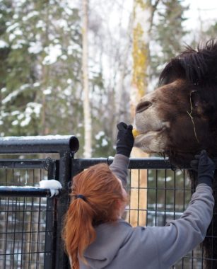 Angelica Evans feeds fruit to a male Bactrian camel. (Photo by Zachariah Hughes/ APM)