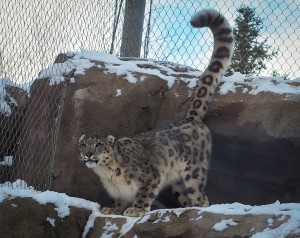 Amur tiger, snow leopard, lynx — The Alaska Zoo