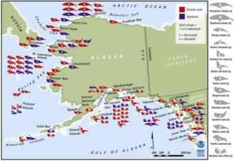 Whales, otters and other marine mammals were found with two algae-carrying toxins along most of the Alaska coastline. (Map courtesy Northwest Fisheries Science Center)