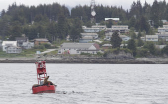 Sea lions on buoy in front of Angoon