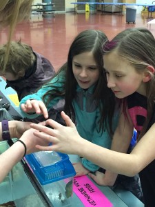 Payton Hammon, right, and Hailey Parmenter play with a hissing cockroach at the Stream Academy preview day. (Photo courtesy of Jennifer Howell)