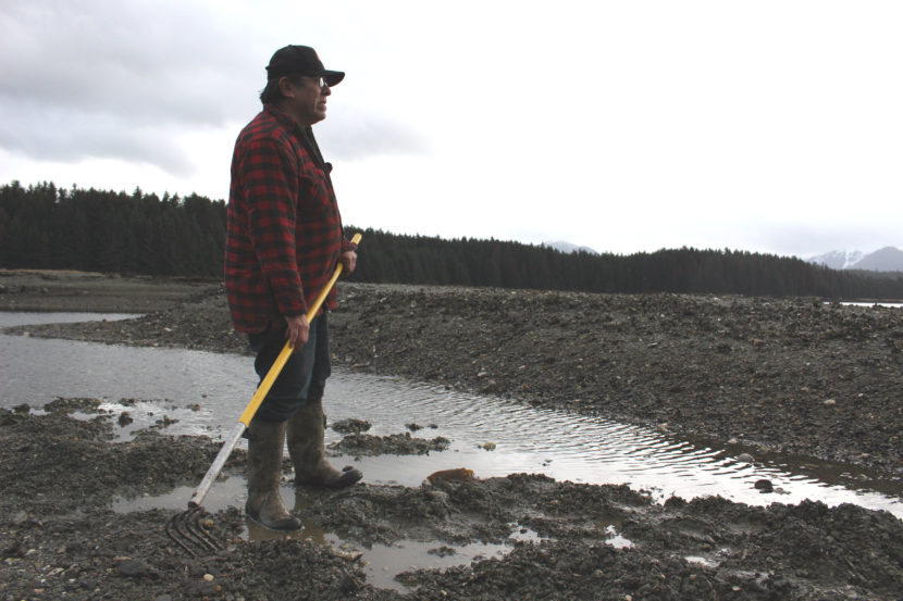 Alan Zuboff comes to these Angoon flats almost every day to dig for cockles. (Photo by Elizabeth Jenkins)