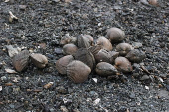 After digging a few minutes, Alan Zuboff has a sizable pile of the saltwater clam. (Photo by Elizabeth Jenkins)