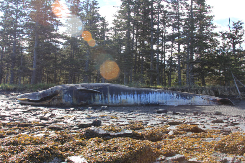 Kodiak fin whale necropsy