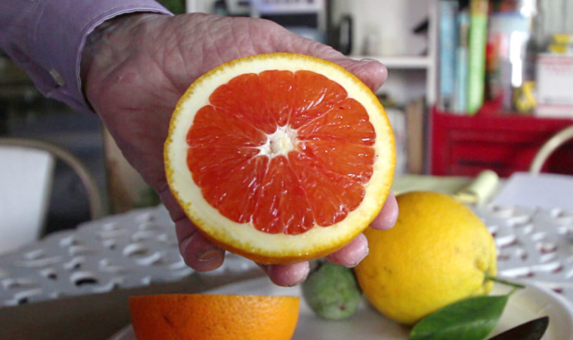Russ Finch holds up half of a Cara Cara orange grown in his geothermal greenhouse in Alliance, Neb. (Courtesy of Grant Gerlock/Harvest Public Media)