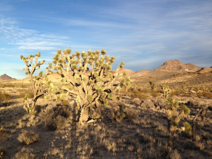 Castle Mountains National Monument connects two important mountain ranges. (Bob Wick/Bureau of Land Management)