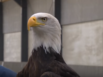 One of the bald eagles being trained by Dutch police to snatch drones from the sky. (Screen Shot via NPR)