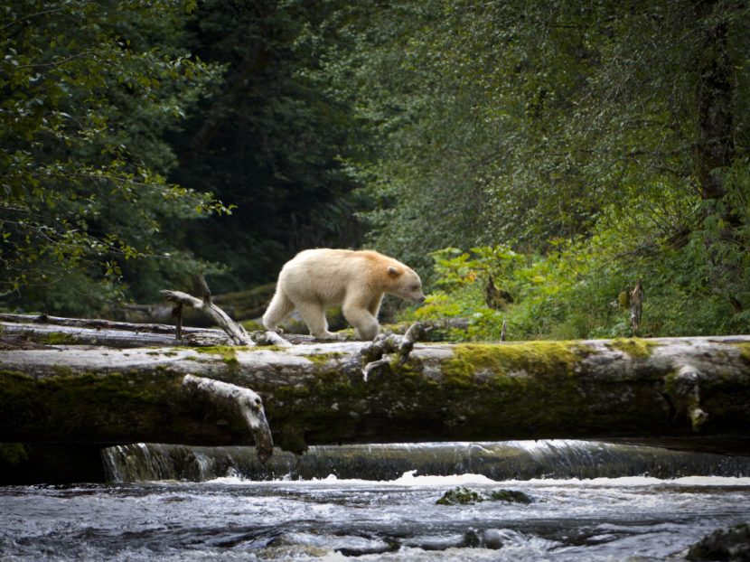 An adult spirit bear crosses a fallen log over a stream in the Great Bear Rainforest in British Columbia. (Barcroft Media/Barcroft Media via Getty Images)