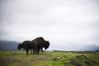 wood bison at Alaska Wildlife Conservation Center