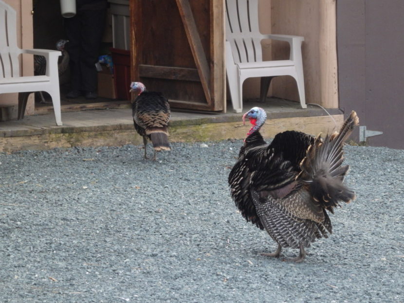 The turkeys of Mt. Riley Road. (Photo by Emily Files/KHNS)
