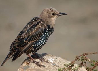A juvenile European Starling (also known as Common Starling or just Starling, Sturnus vulgaris). (Creative Commons photo by Snowmanradio)