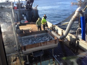 The Deco Bay loads up on herring during the second opening of the 2015 Sitka Sound sac roe herring fishery. (Photo courtesy of Angela Marie Christensen)