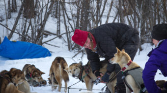 Aliy Zirkle handles her dogs during a rest in Galena along the Yukon River, her last stop before heading towards Nulato. Late in the night, as she approached Nulato, Zirkle was attacked by a snowmobiler a few miles outside the small community. Zachariah Hughes/Alaska Public Media