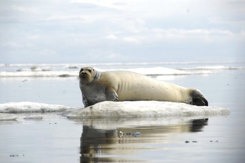 A bearded seal rests on ice off the coast of Alaska June 21, 2011. (Public Domain photo by John Jansen/NOAA Alaska Fisheries Science Center)