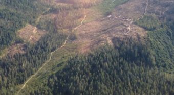 A Tongass National Forest clearcut is shown in this 2014 aerial view. A new court decision limits logging on roadless areas of the forest. (Photo by Ed Schoenfeld/CoastAlaska News)