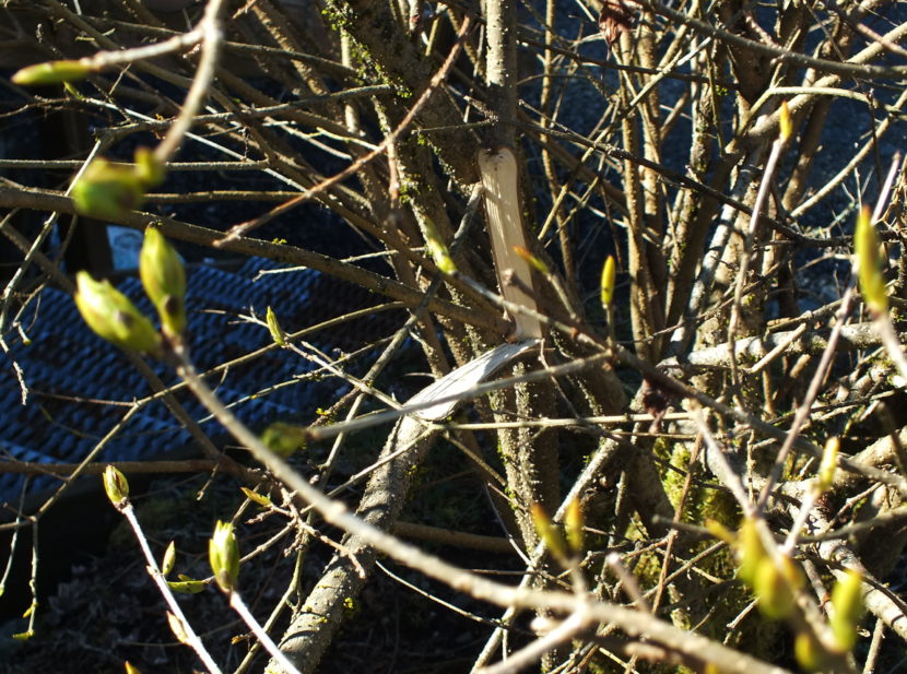 Japanese lilac branch