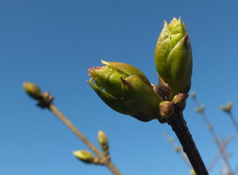 Japanese lilac buds