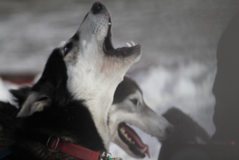 Mushers in the 44th Iditarod Trail Sled Dog Race participated in the ceremonial start to the race in downtown Anchorage Saturday. (Photo courtesy of Alaska Public Media)