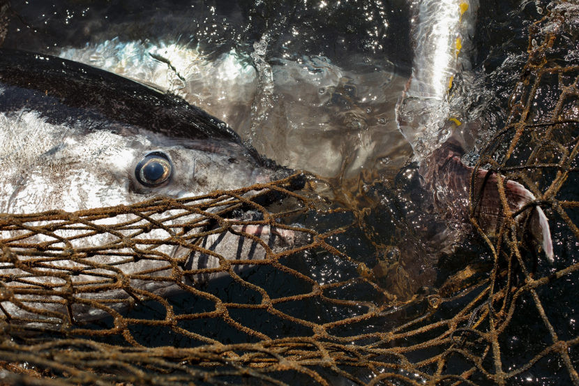 Atlantic bluefin tuna caught in fishers' nets.