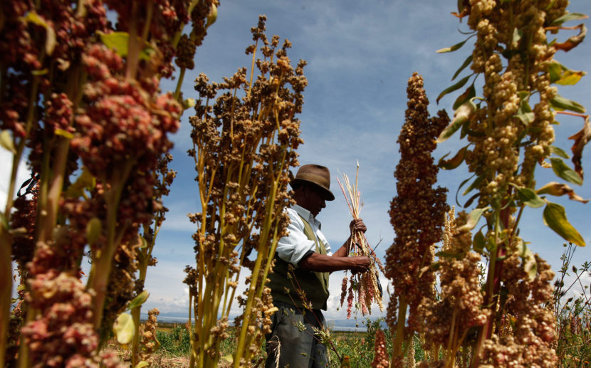A Bolivian farmer harvests organic quinoa in his fields in Puerto Perez, Bolivia. Some researchers are working quinoa farmers in Bolivia and Peruto try and develop internal markets for threatened varieties — for example, in hospital and school feeding programs. (Juan Karita/AP)