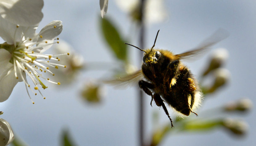 A bumblebee gathers pollen from a cherry blossom in a garden outside Moscow. Yuri Kadobnov/AFP/Getty Images